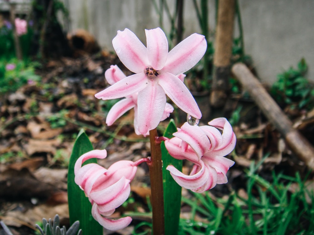 a close up of a pink flower in a garden