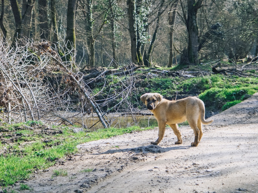 a dog standing on a dirt road in the woods