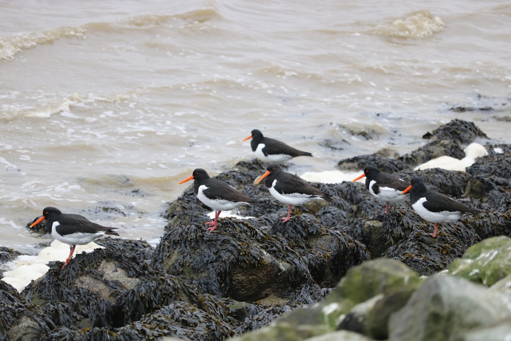 a flock of birds standing on top of a rocky beach