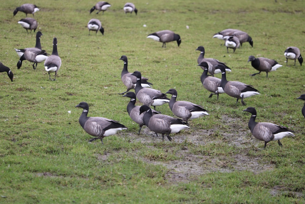 a flock of birds standing on top of a lush green field