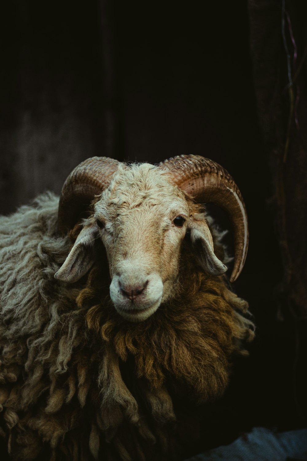 a close up of a sheep with very long horns