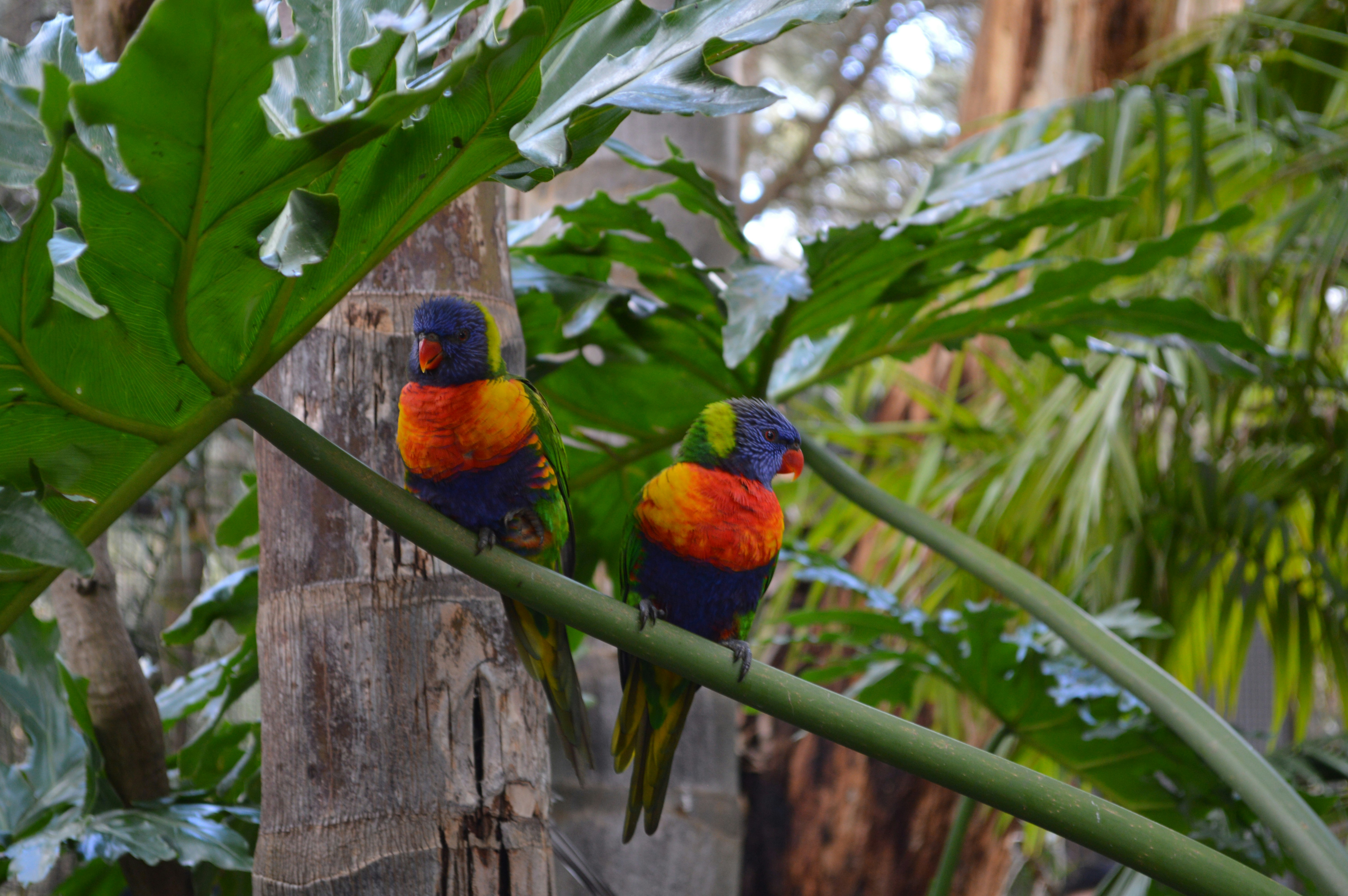 Two colorful birds perched on a tree branch photo – Free Cudlee creek ...