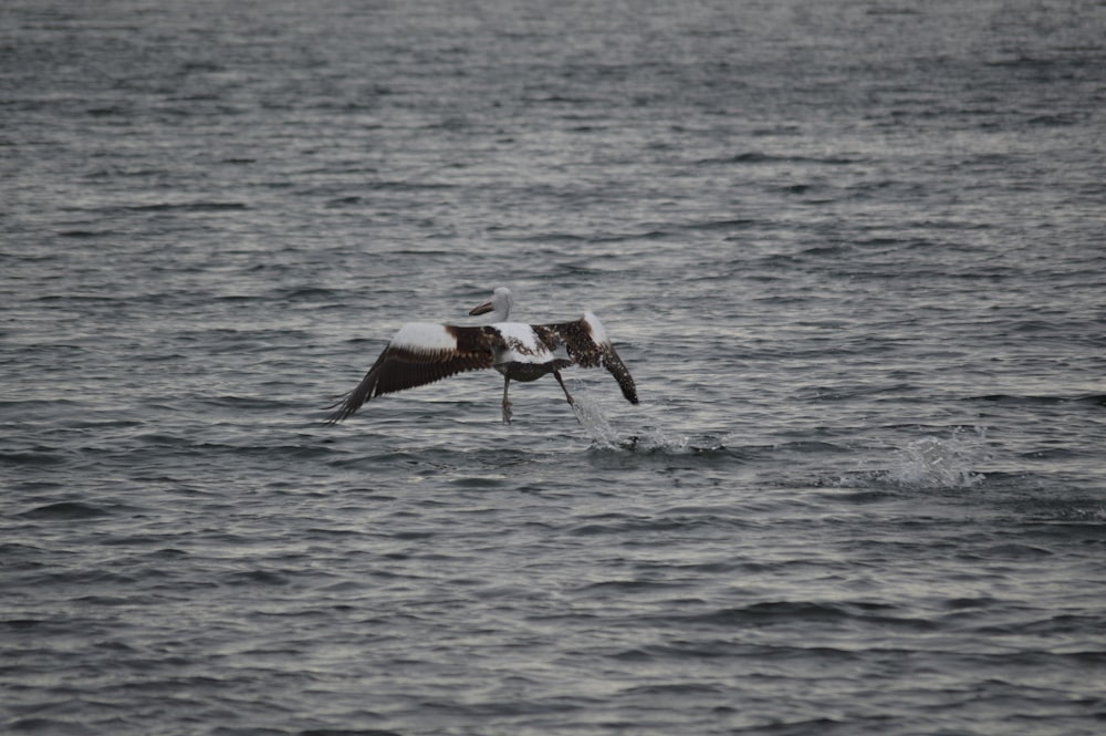 a seagull flying over the water with its wings spread