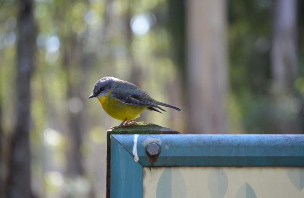 Ein kleiner Vogel sitzt auf einem blauen Kasten