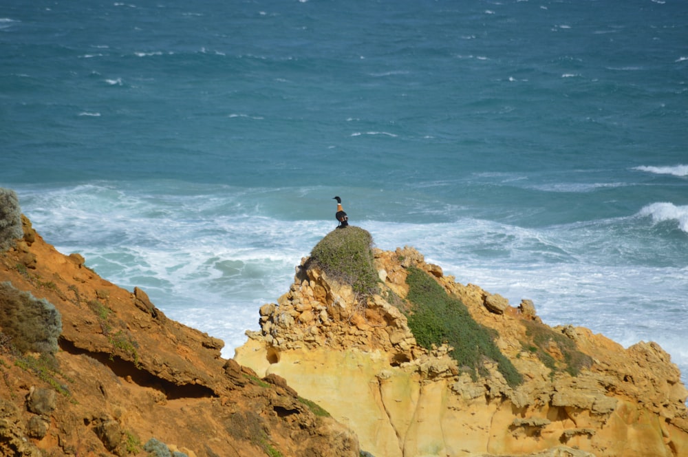 a bird sitting on top of a rock near the ocean