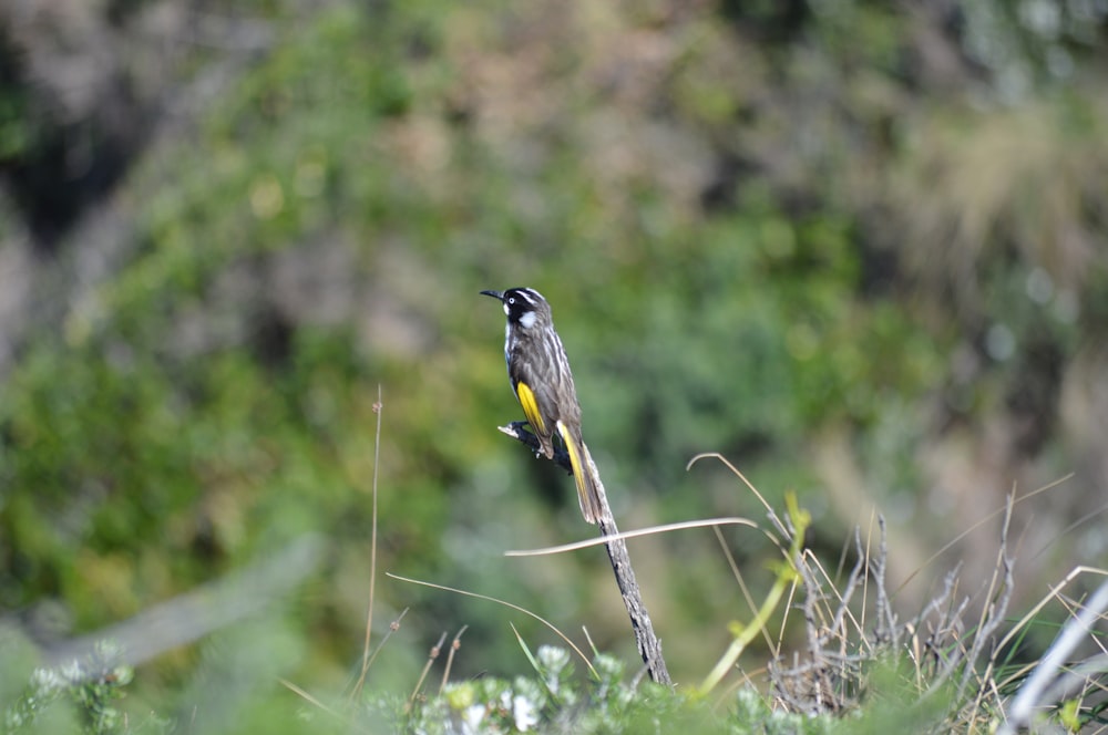 a small bird perched on top of a tree branch