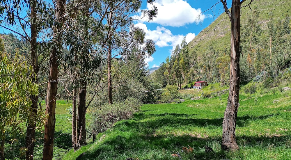 a lush green hillside covered in trees and grass