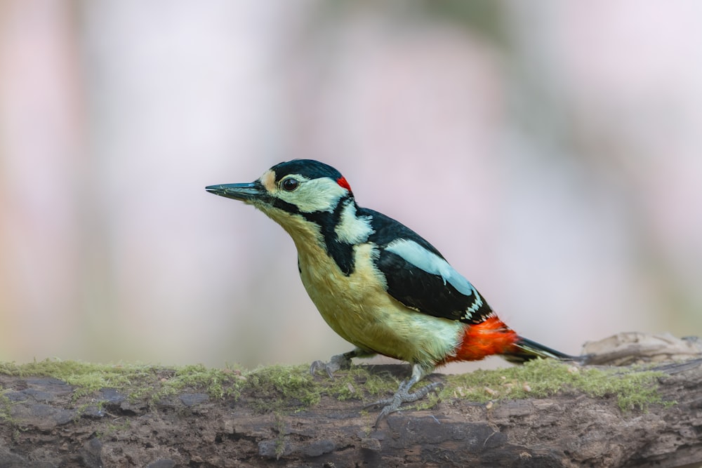 a colorful bird perched on a tree branch