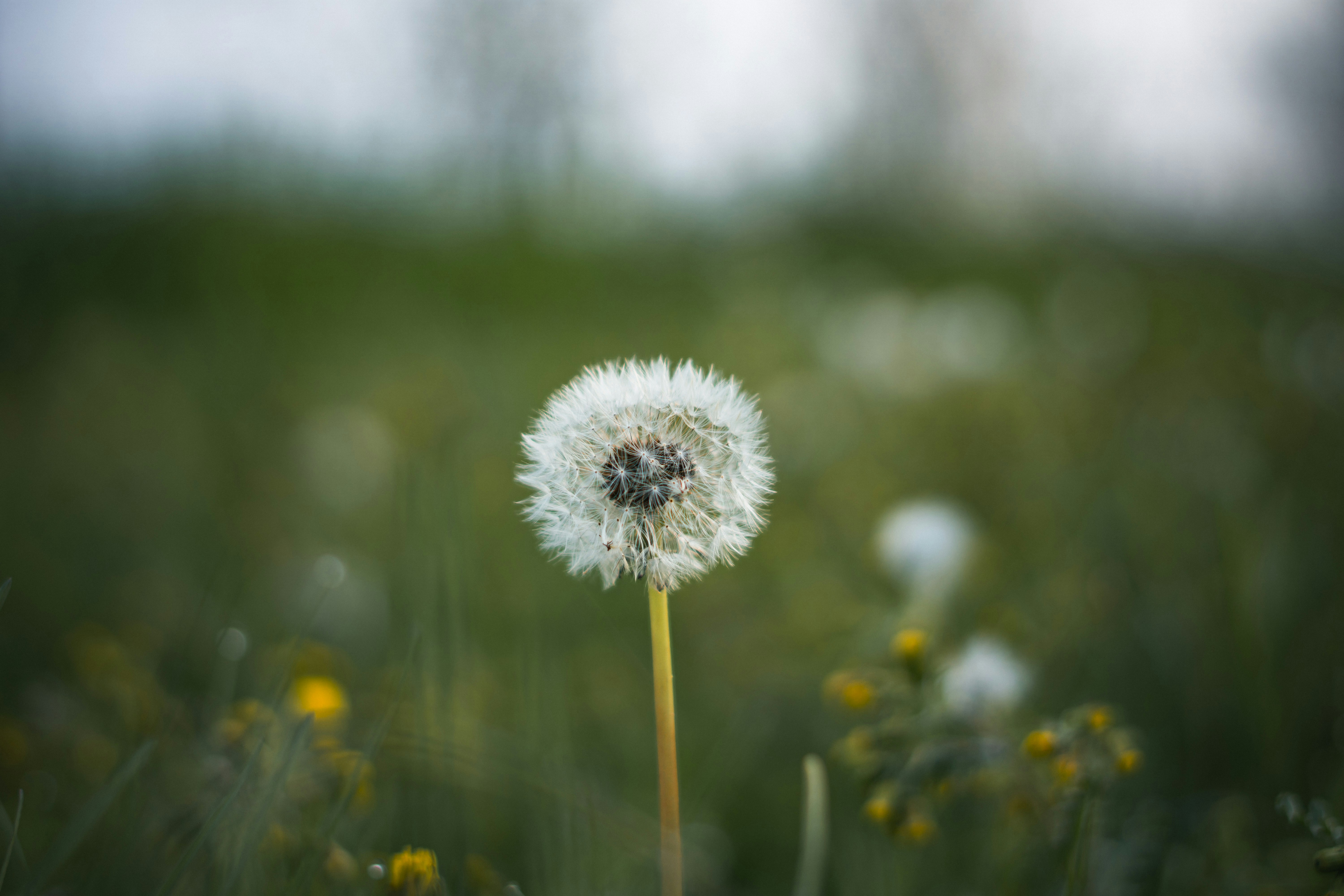 Photo by hardialsingh