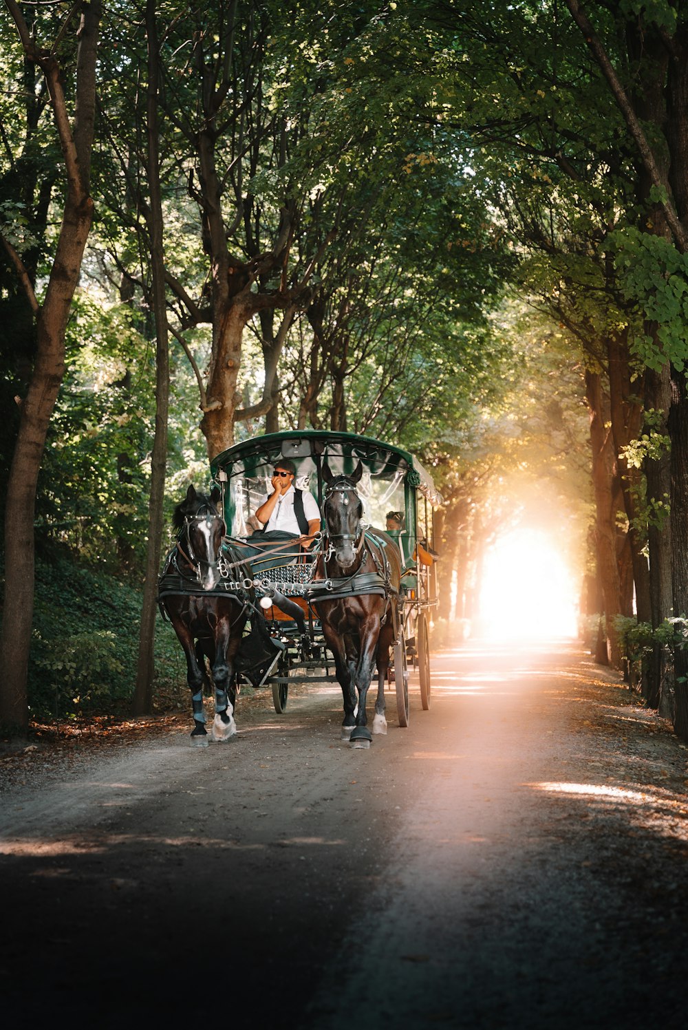a horse drawn carriage traveling down a tree lined road