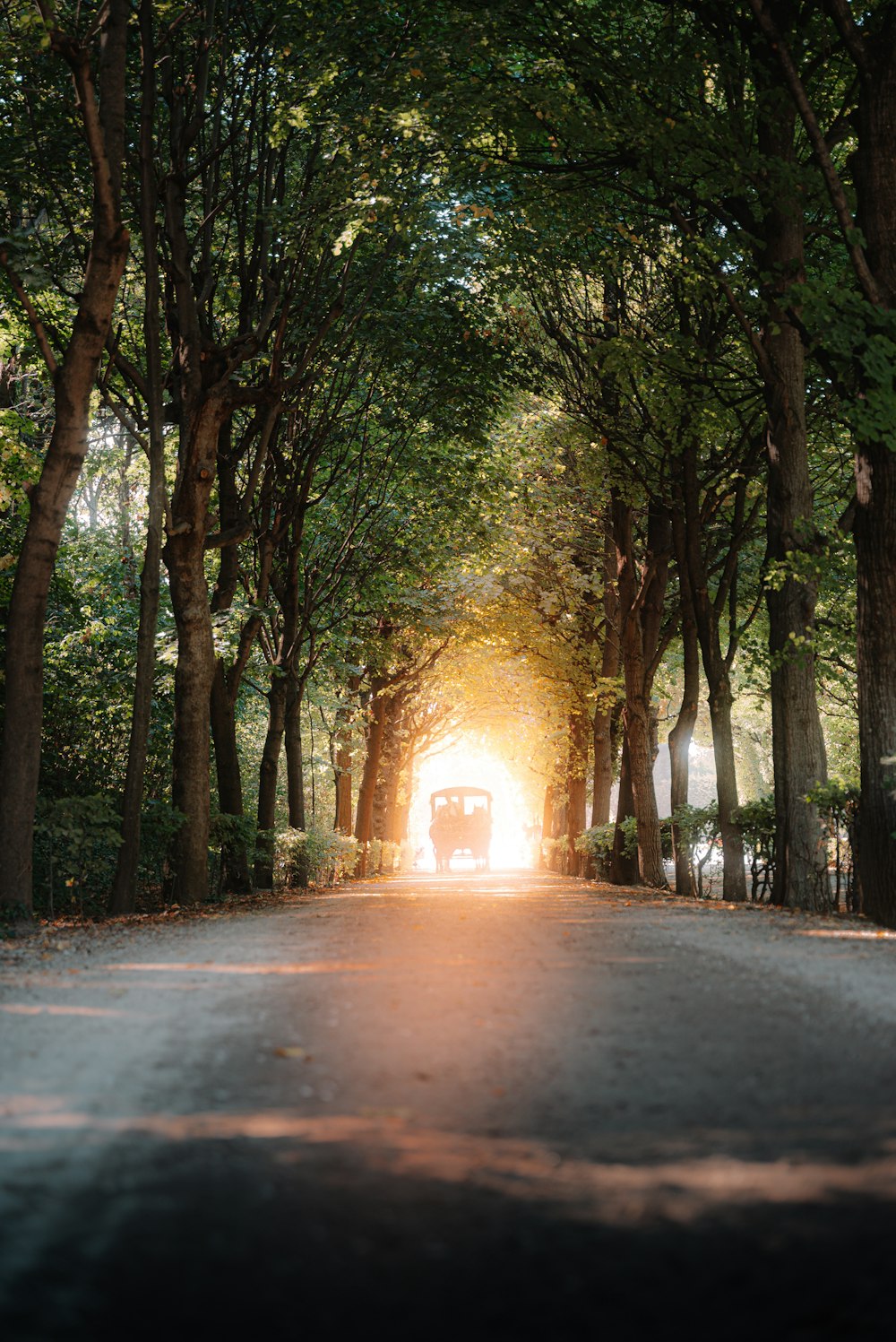 a truck driving down a tree lined road