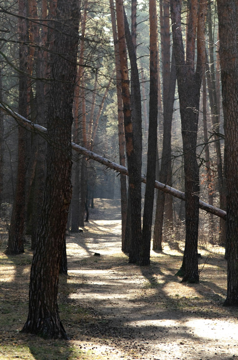 a path through a forest with lots of trees