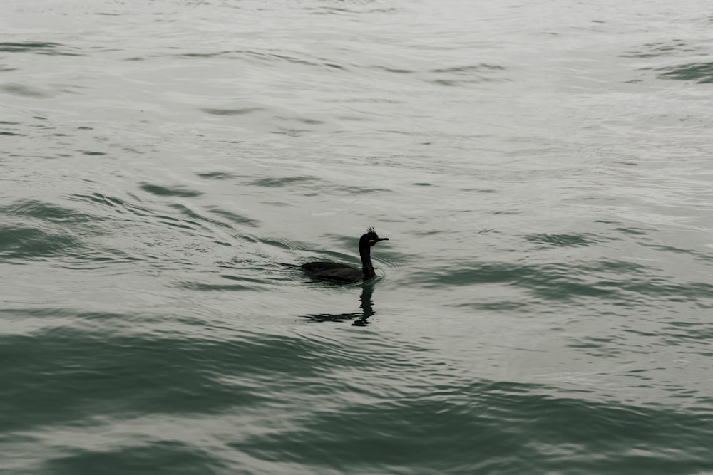 a duck floating on top of a body of water