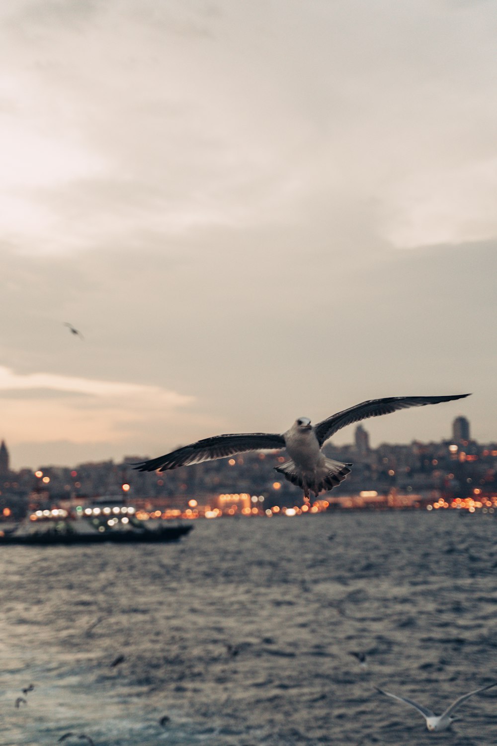 a seagull flying over a body of water with a city in the background