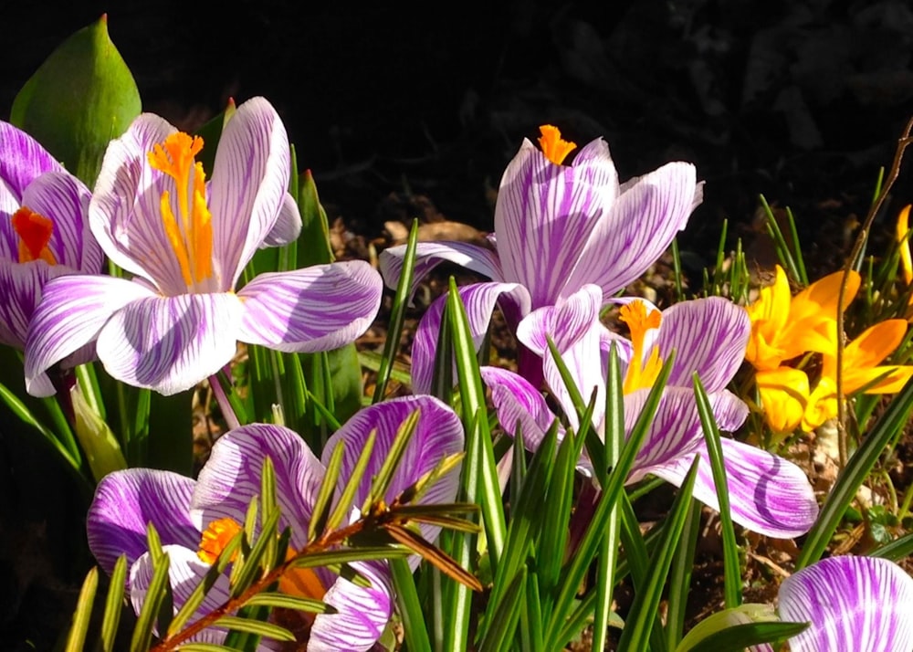 un ramo de flores que están en la hierba