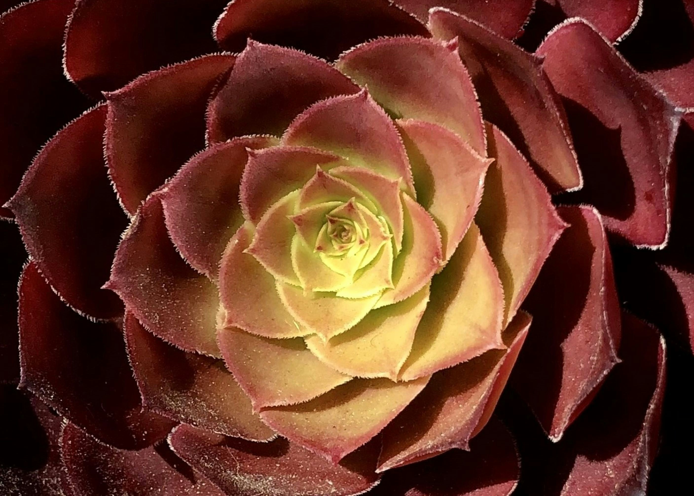 a close up of a red and yellow flower