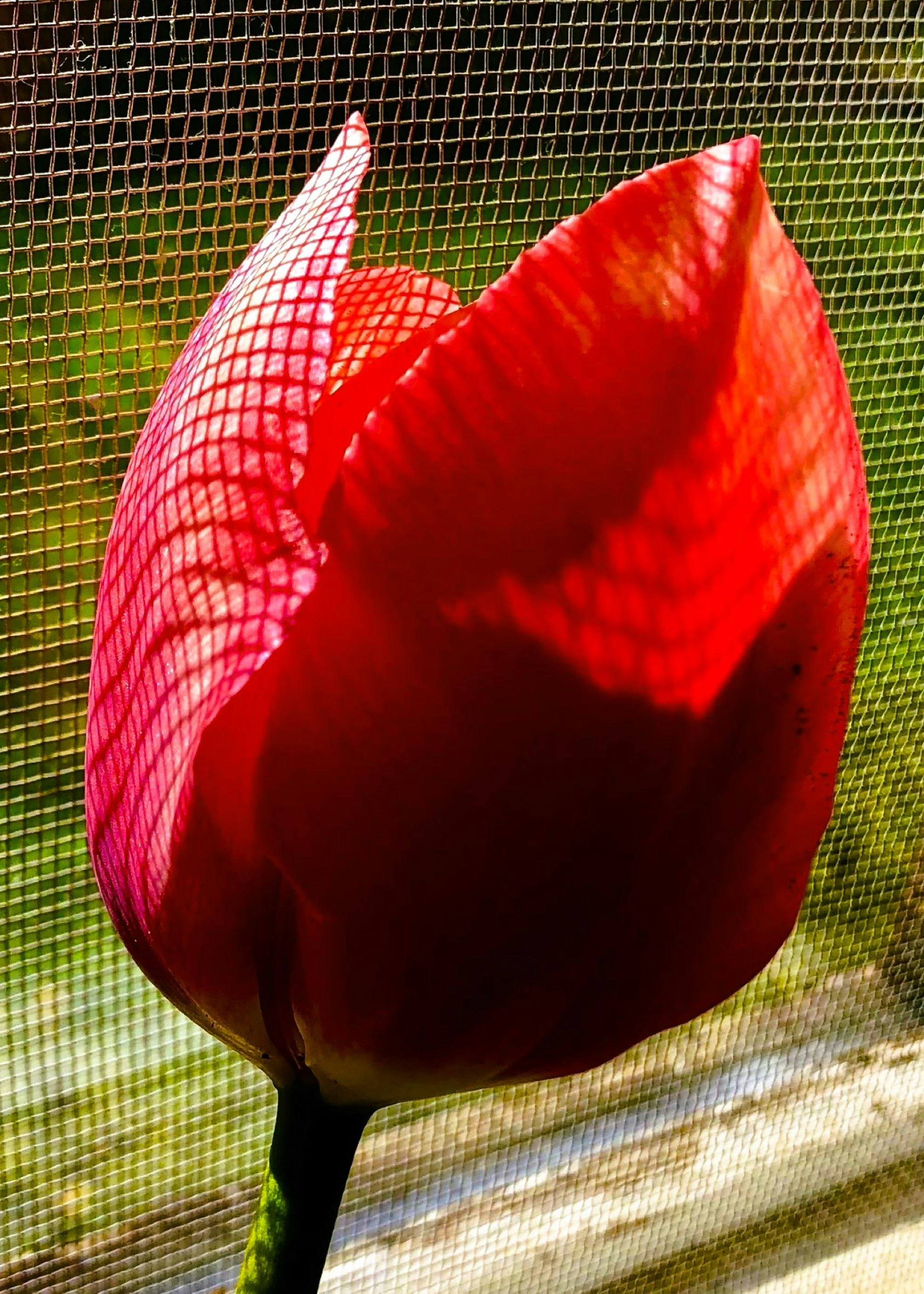 a red flower sitting on top of a window sill