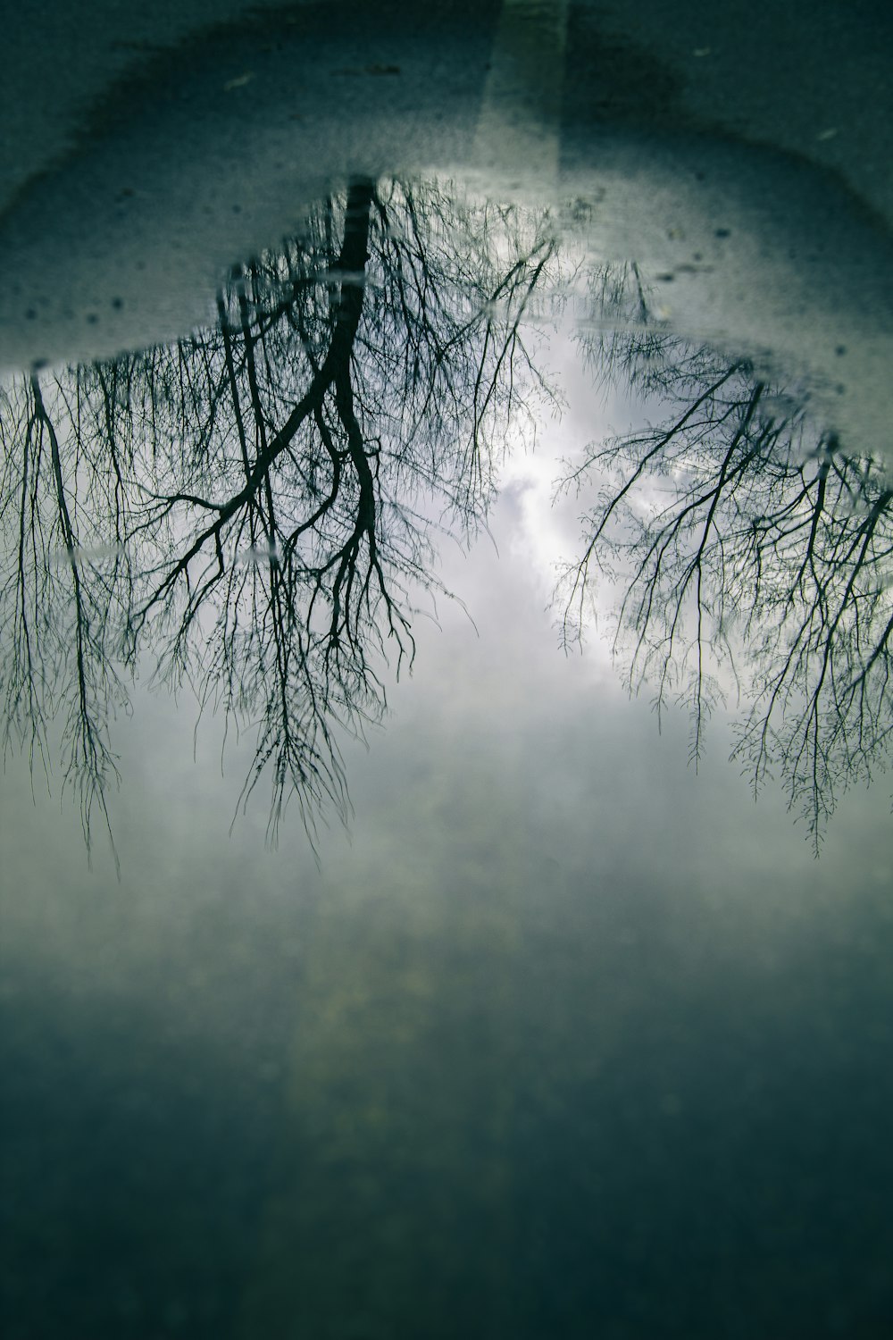 a reflection of trees in a puddle of water