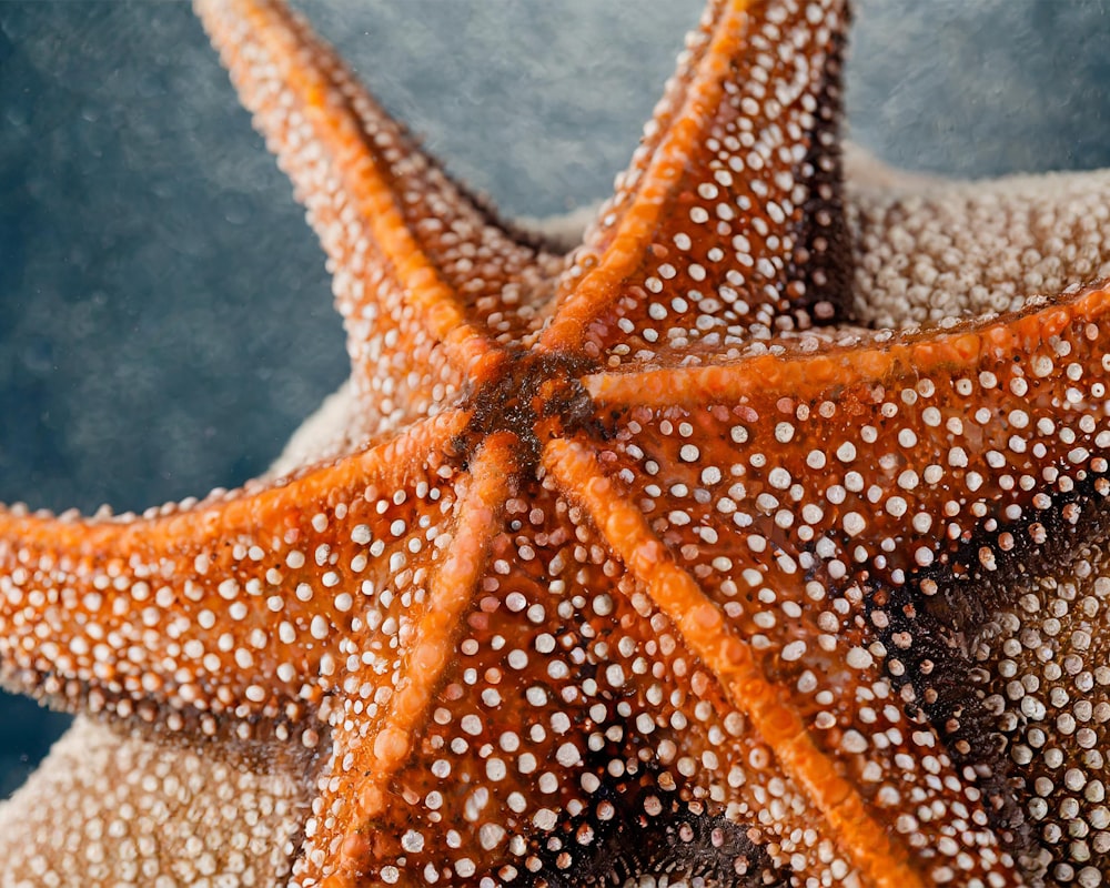 a close up of a starfish on a blue background