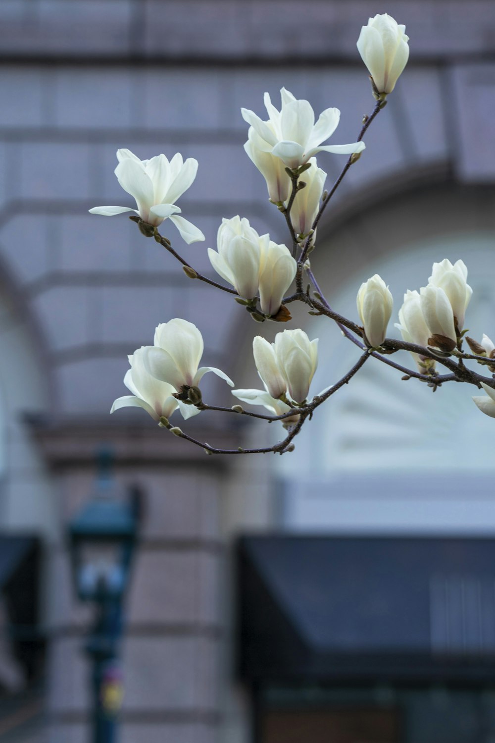 a branch with white flowers in front of a building