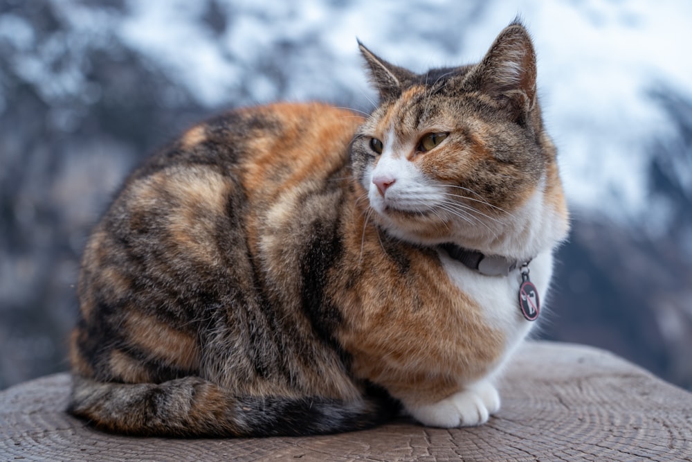 a cat that is sitting on a log