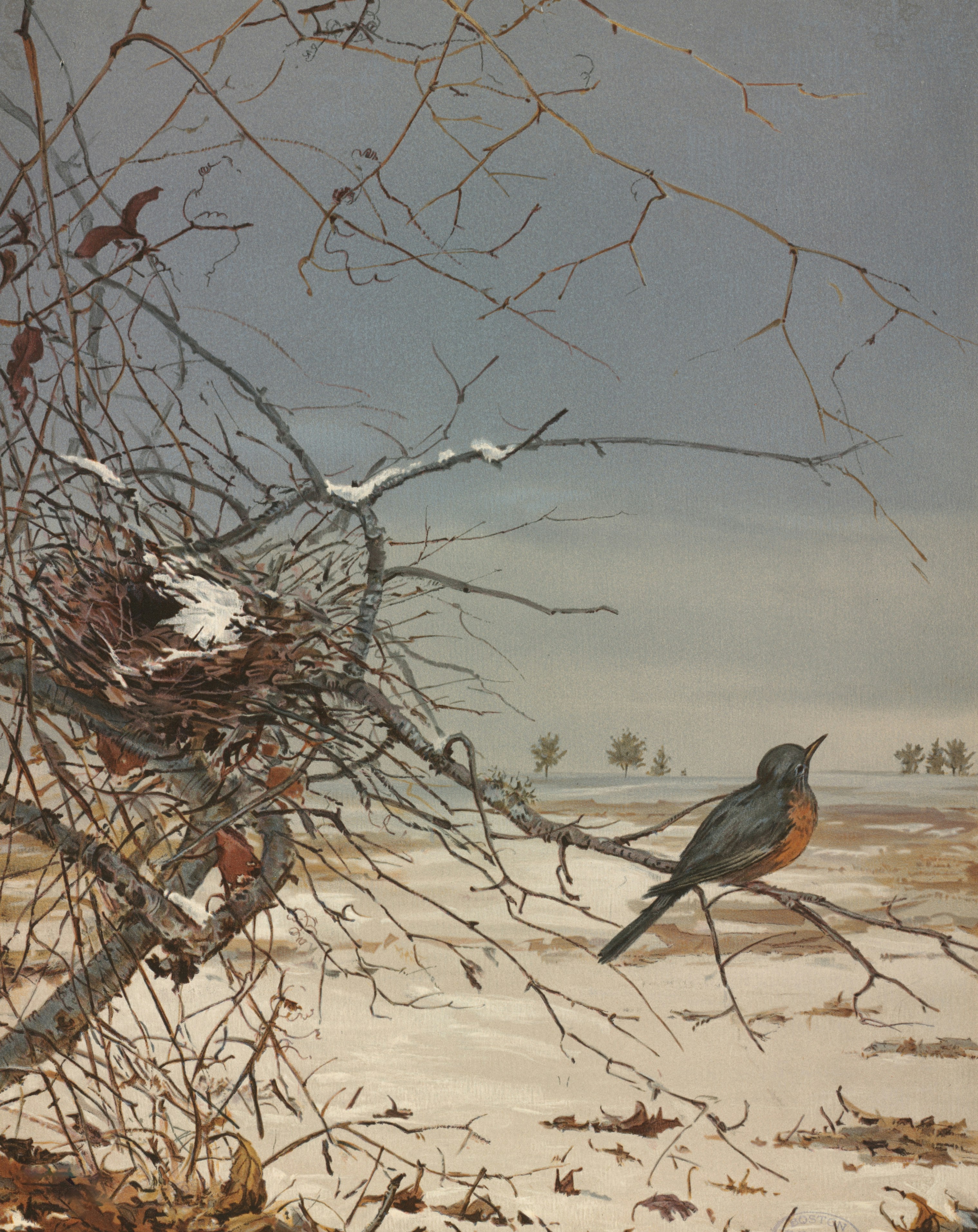 木の枝にとまる鳥の絵の写真 – Unsplashの芸術の無料画像
