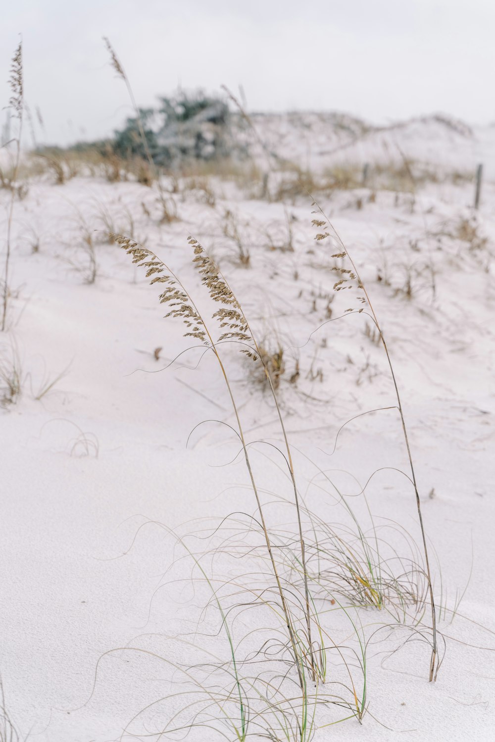 a couple of plants that are in the sand