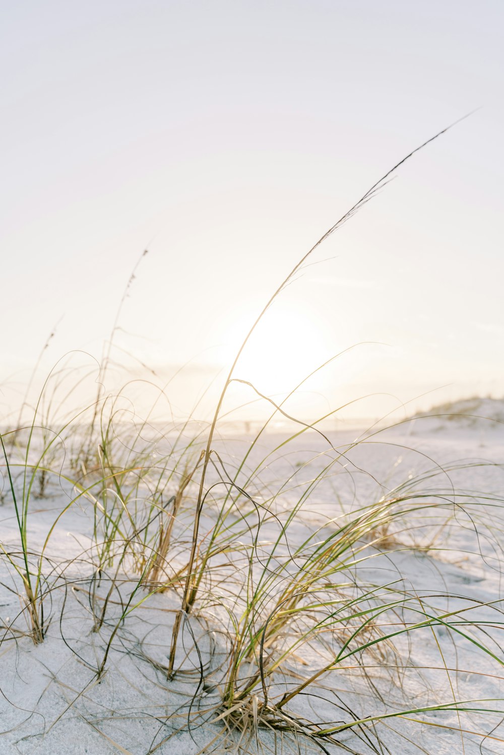 the sun shines through the grass on the beach