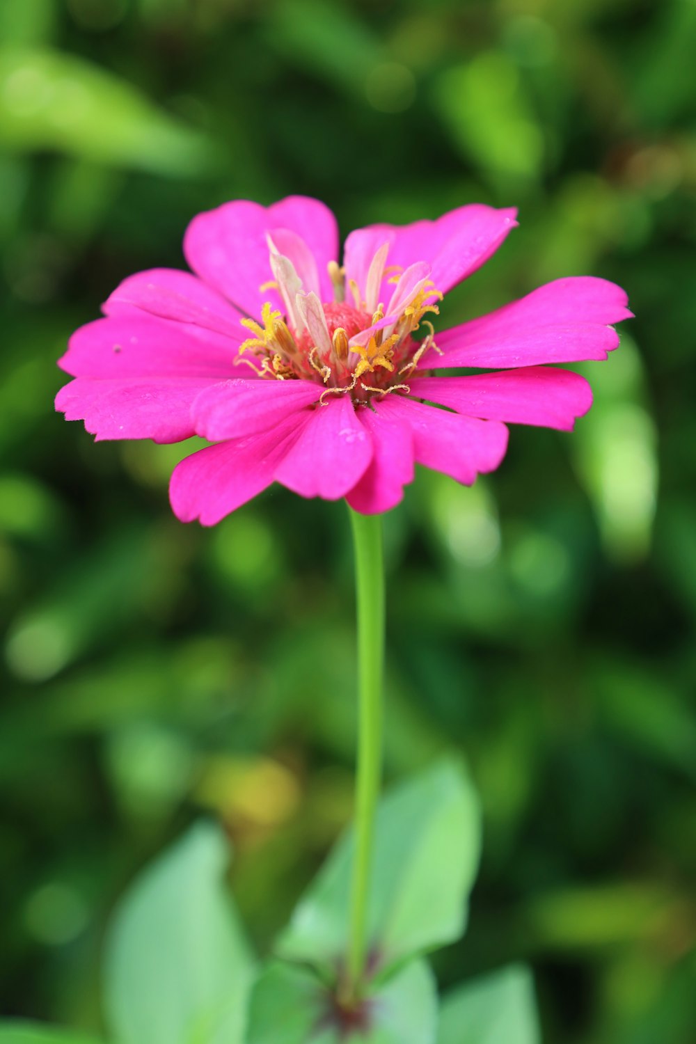 a pink flower with green leaves in the background