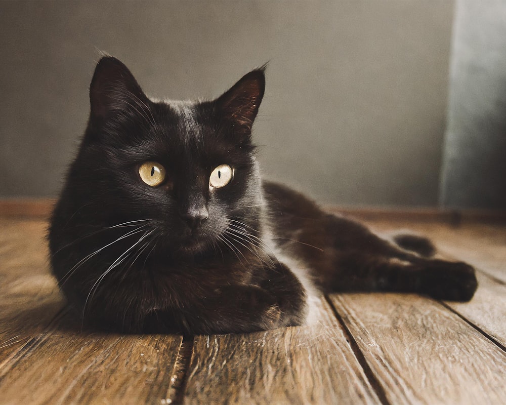 a black cat laying on top of a wooden floor