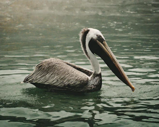 a pelican swimming in a body of water