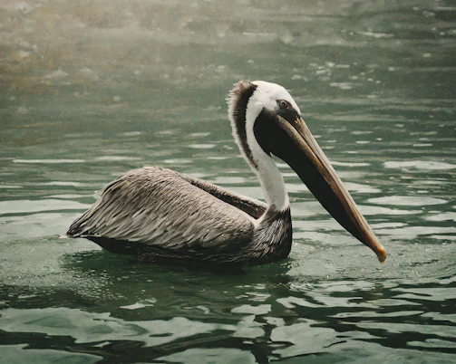 a pelican swimming in a body of water