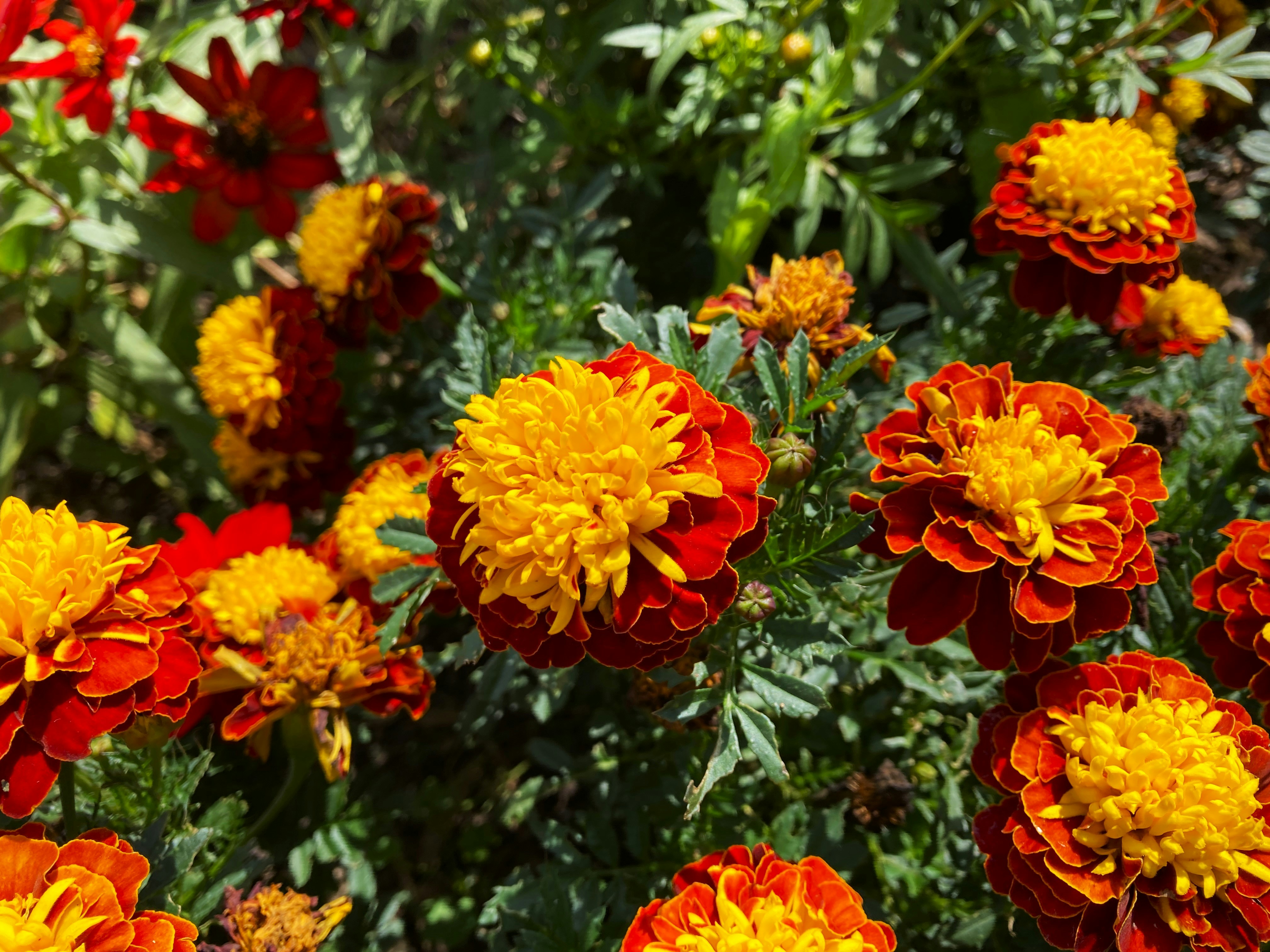 Some Marigolds