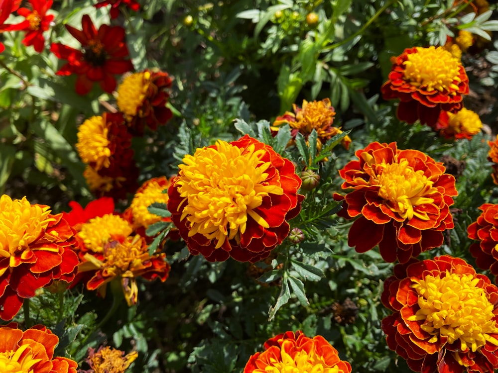 a bunch of red and yellow flowers in a garden