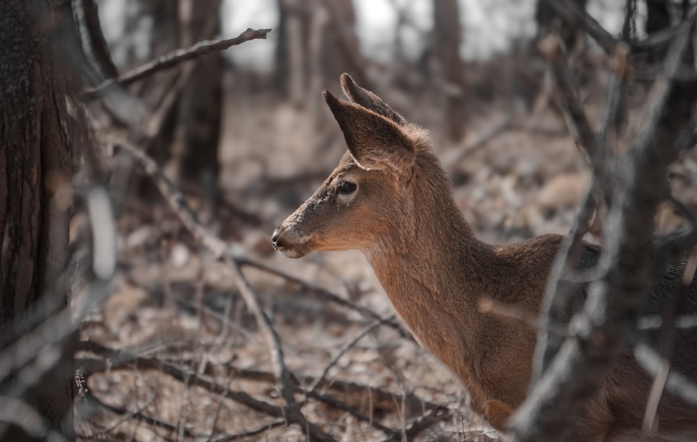 a deer standing in a forest next to a tree