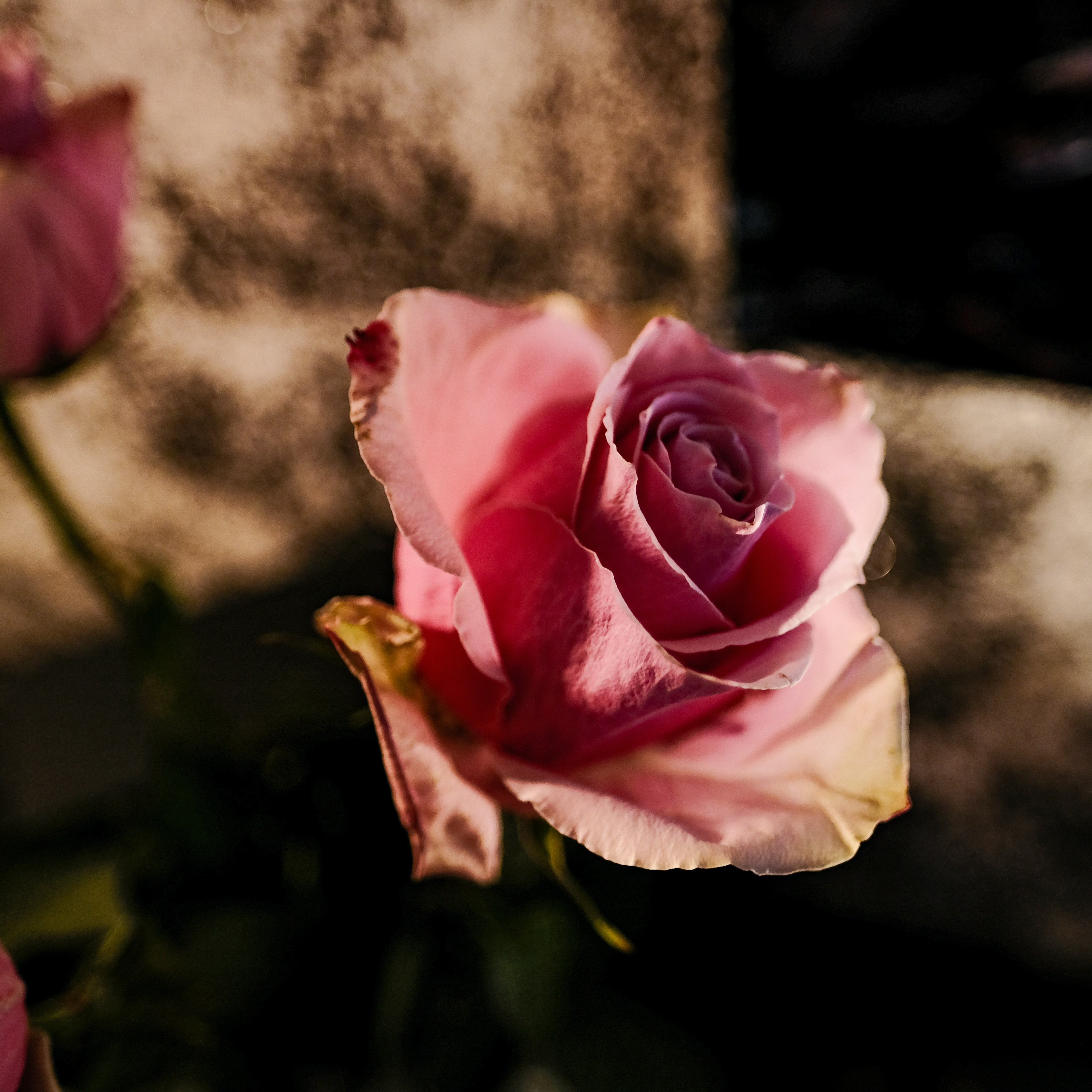 Photo by haberdoedas2