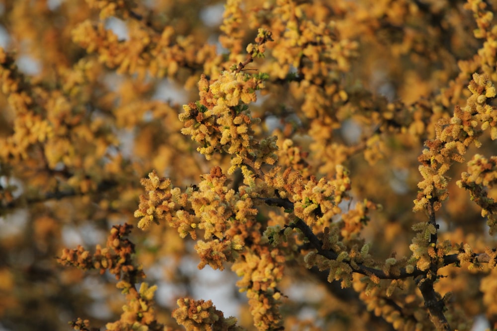 a close up of a tree with yellow flowers