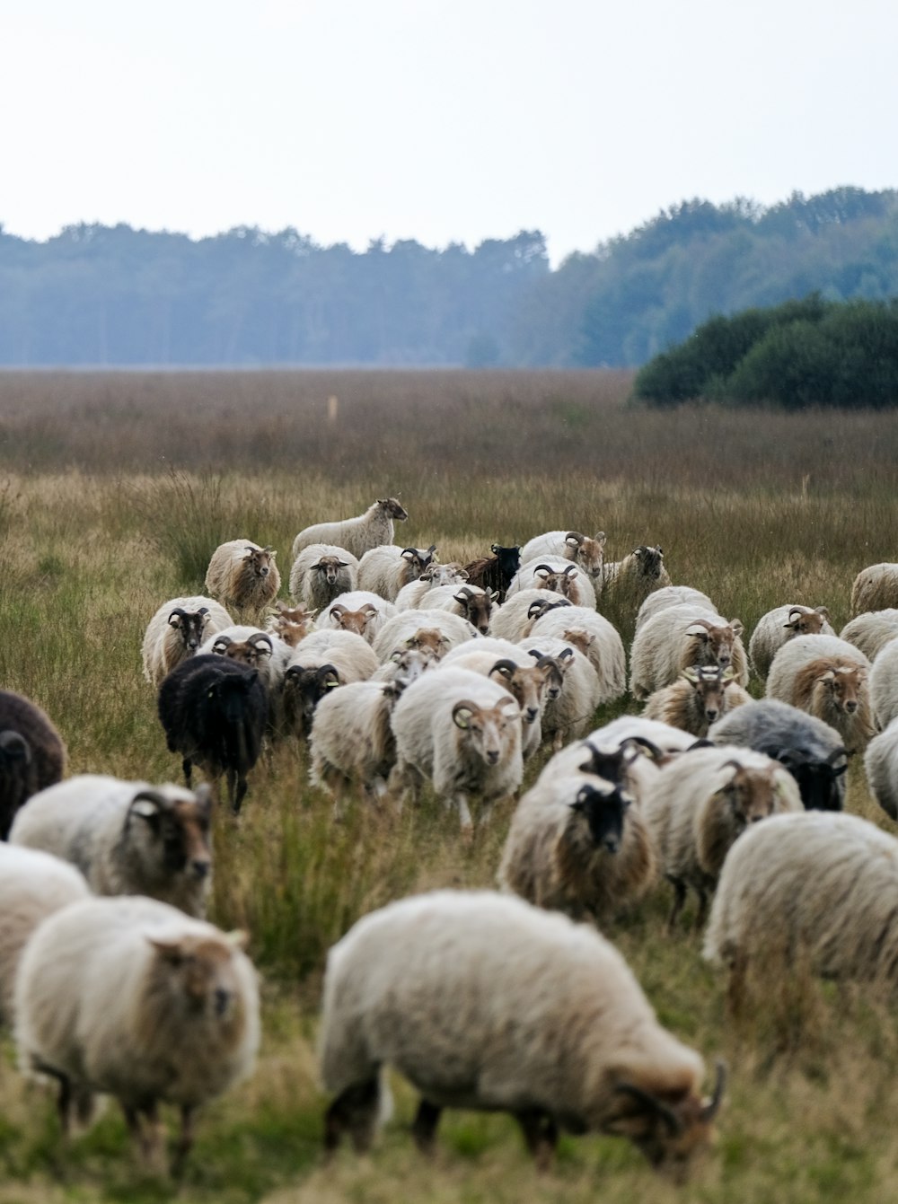 a herd of sheep walking across a lush green field