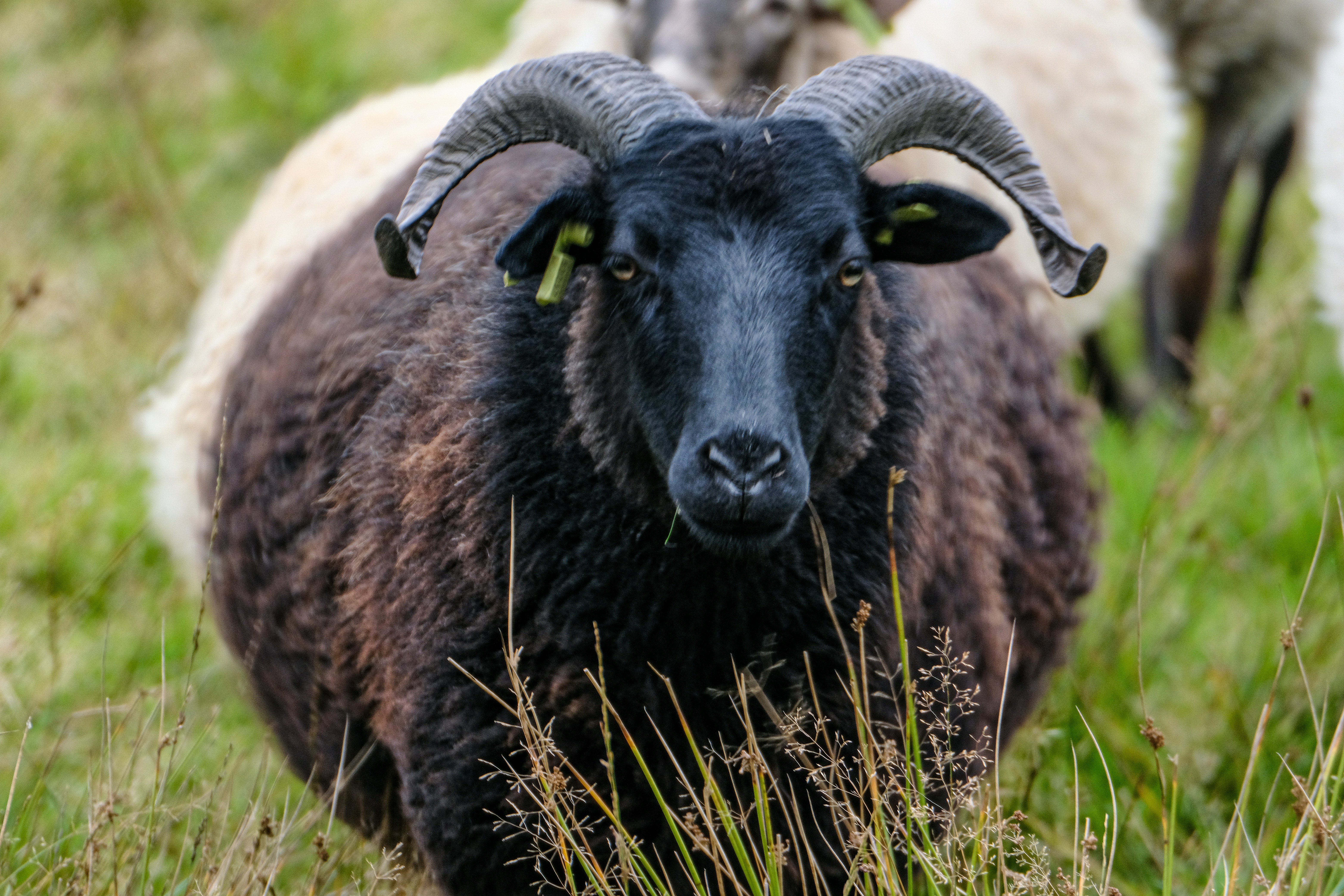 Photo by haberdoedas2