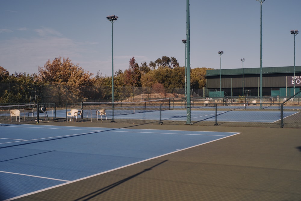 a tennis court with several dogs on it