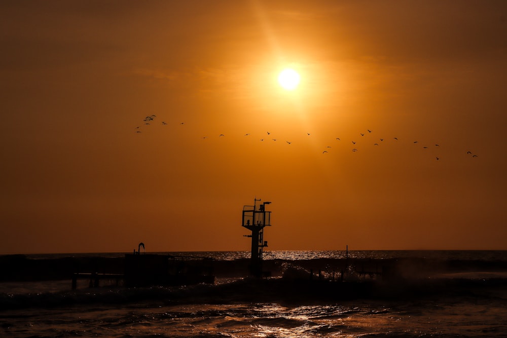 a flock of birds flying over the ocean at sunset