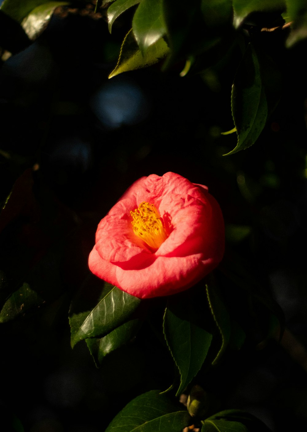 a red flower with a yellow center on a tree