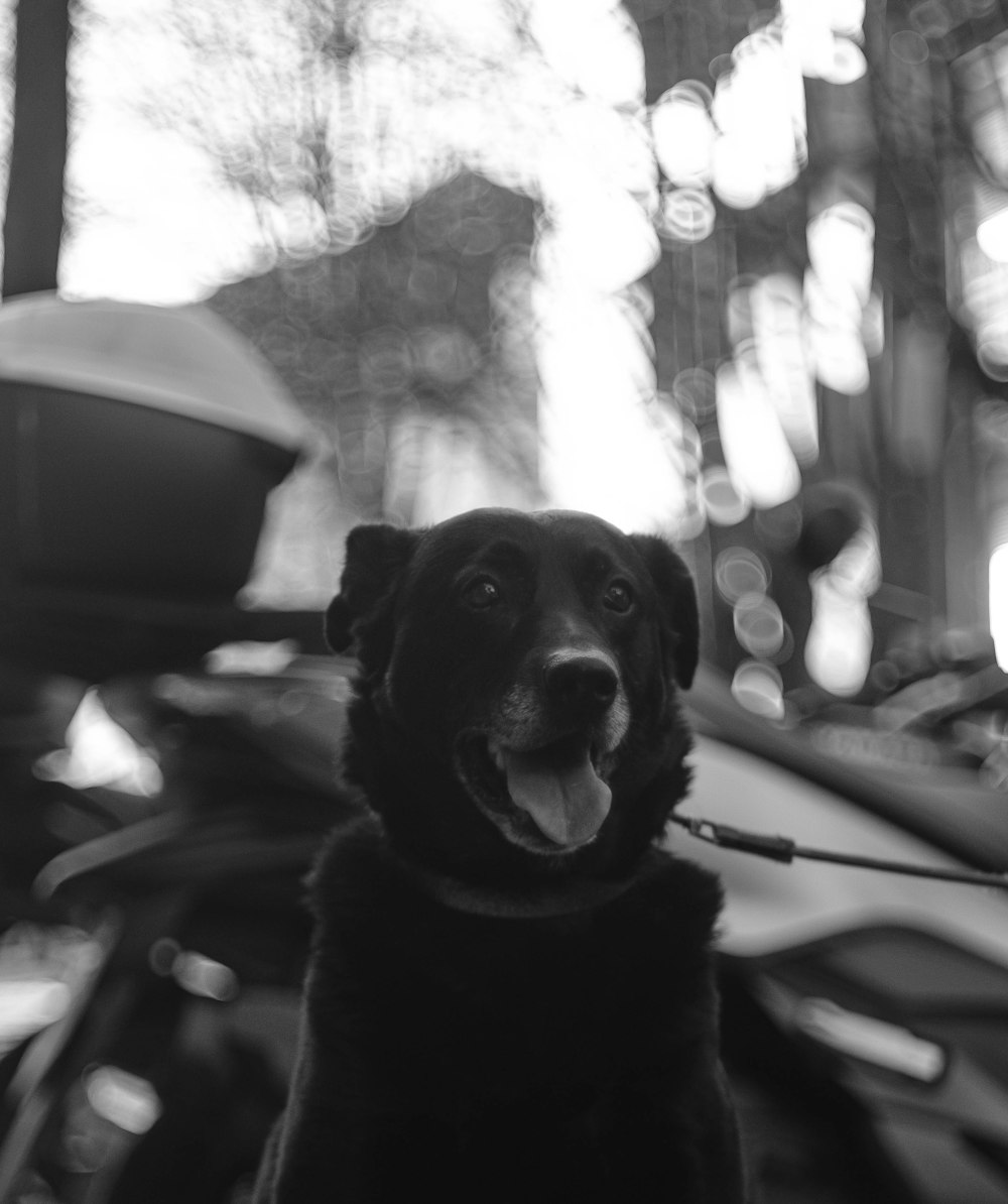 a black dog sitting in front of a motorcycle