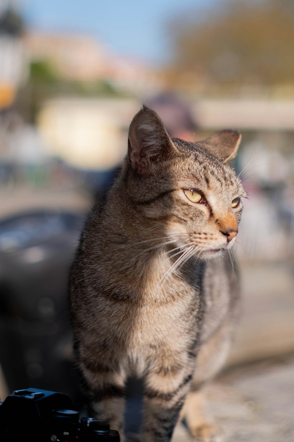 a cat standing next to a camera on a sidewalk