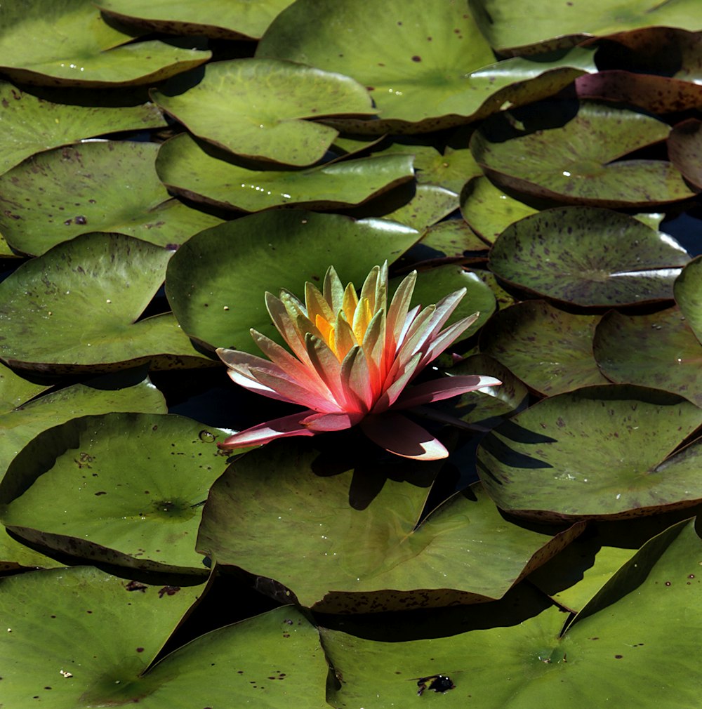 a pink and yellow flower sitting on top of green leaves