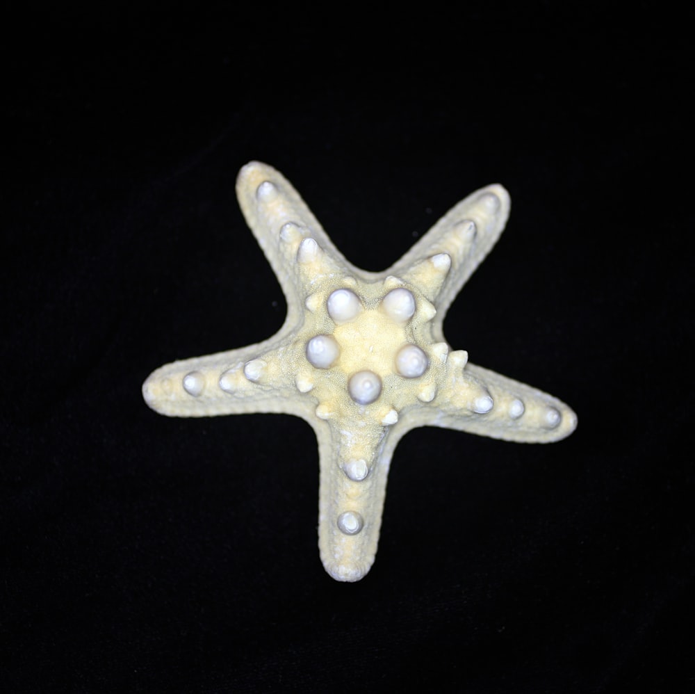 a white starfish on a black background