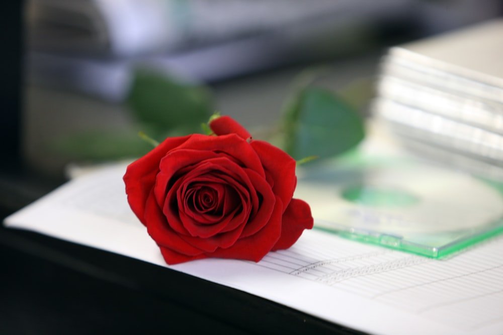 a single red rose sitting on top of a piece of paper