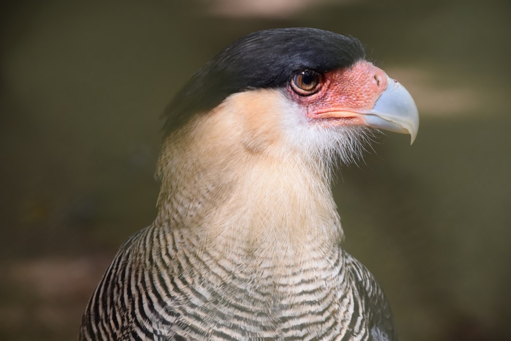 a close up of a bird with a blurry background