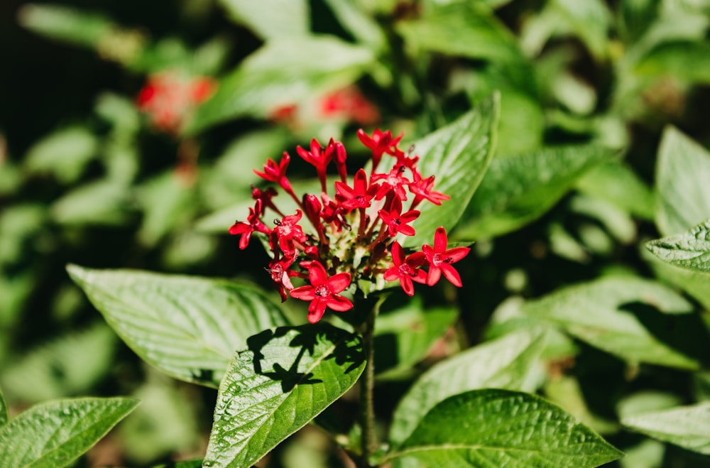 a red flower with green leaves in the background