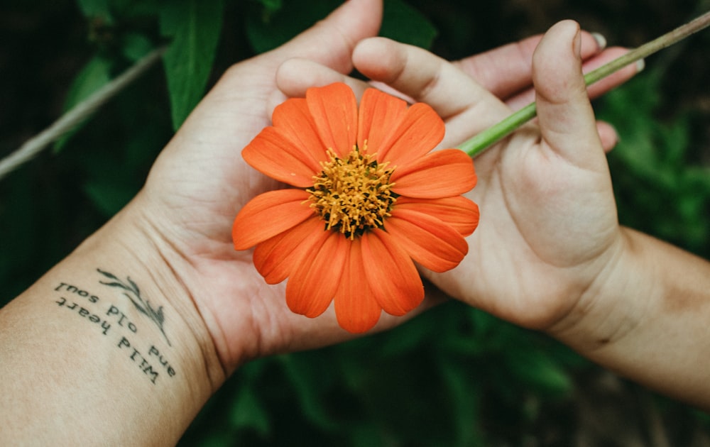 a person holding an orange flower in their hands